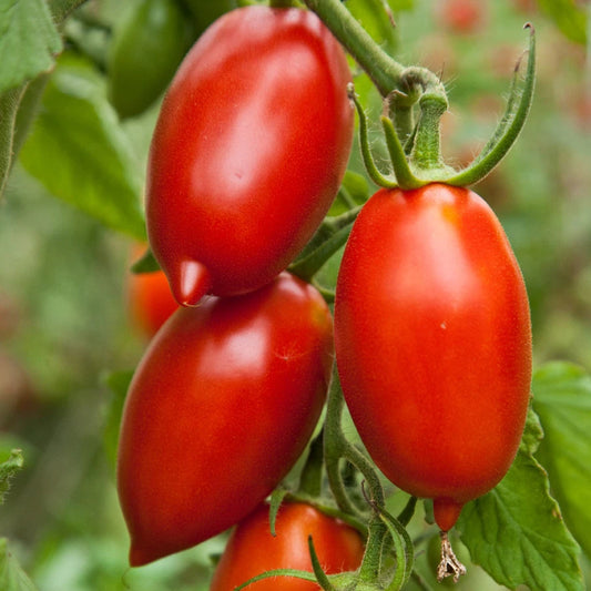 Amish Paste Tomato Seeds - Heirloom Variety for Sauces - Meaty & Indeterminate - Perfect for Home Gardening