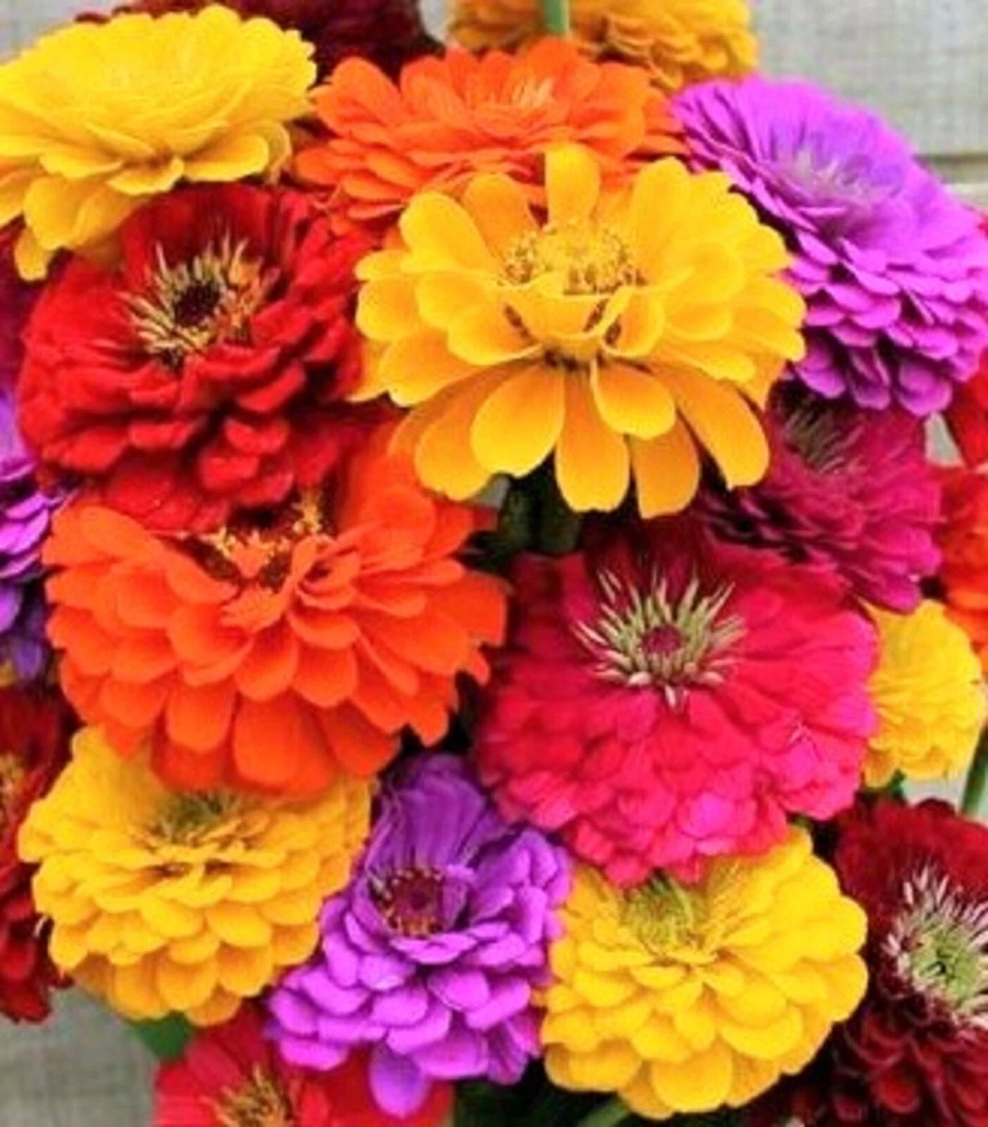 California Giant Zinnia Seeds - Non-GMO Flower Seeds, 100+ Seeds, Colorful Varieties, Zinnia elegans