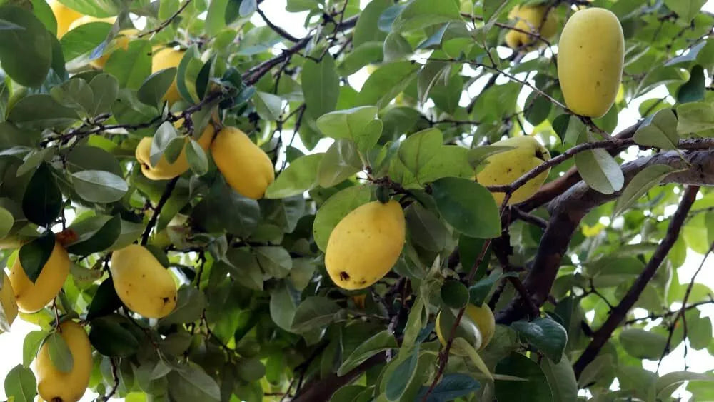 Chinese Quince Seeds 20 Pack for Planting Chaenomeles sinensis - Hardy Fruit Tree Seeds for Garden and Landscaping