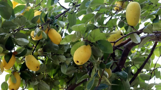 Chinese Quince Seeds 20 Pack for Planting Chaenomeles sinensis - Hardy Fruit Tree Seeds for Garden and Landscaping