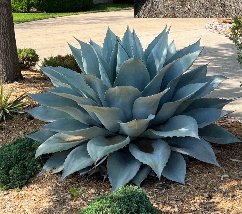 Whale's Tongue Century Plant Plug - Agave Ovatifolia - 1 Bare Root Plant for Unique Landscaping and Garden Design
