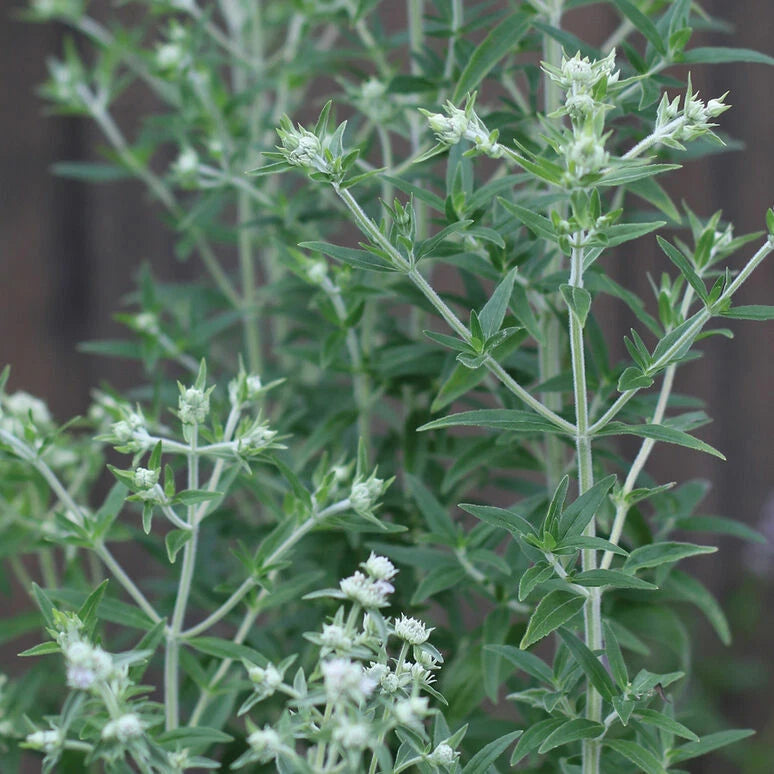 Mountain Mint Seeds - 1000 Pack - Pycnanthemum pilosum - Aromatic Herb for Gardens and Landscaping