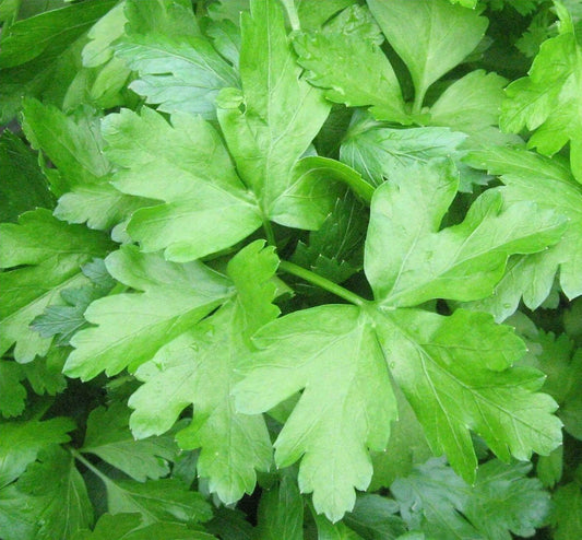 Italian Parsley Seeds, 500+ Count, Dark Green Flat Leaf, Petroselinum crispum