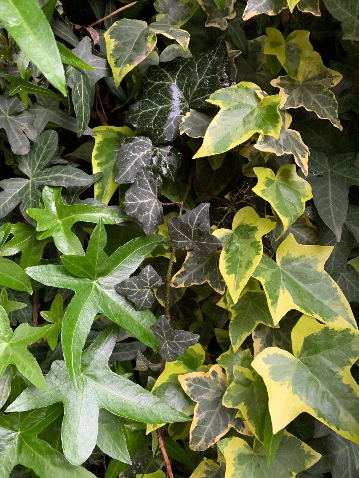 Ivy Cuttings Combo Set - Organic Live USA English, Variegated, Asterisk - Hedera helix