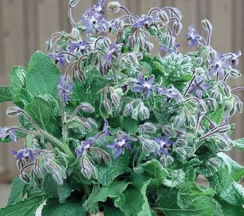 Borage Seeds 50+ Pack Blue Star-Shaped Flowers Culinary Annual Herb Borago officinalis USA