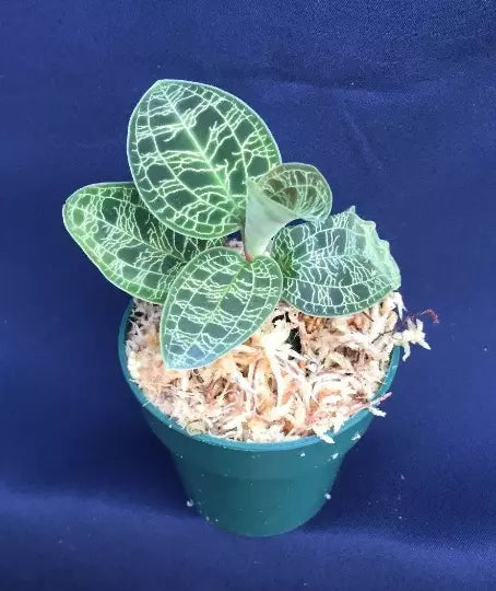 Macodes Petola Lightning Jewel Orchid 2.5" Pot Rooted Plant