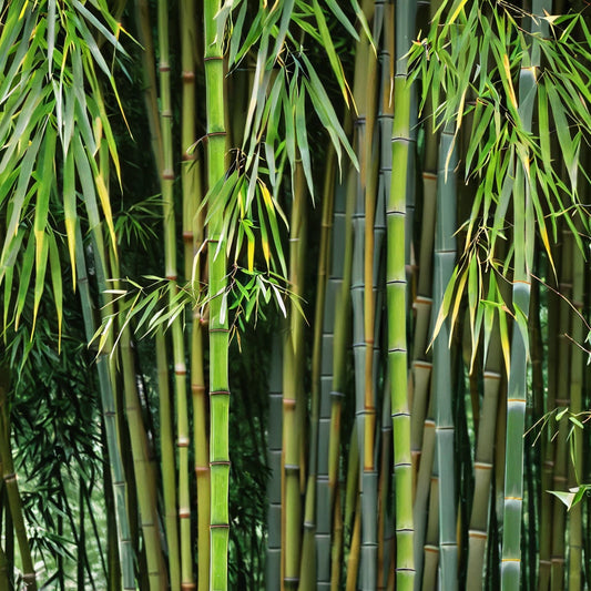 Bamboo Seeds - 50 Count - Clumping Privacy Plant for Garden Shade Screen - Phyllostachys edulis "Great Wall"