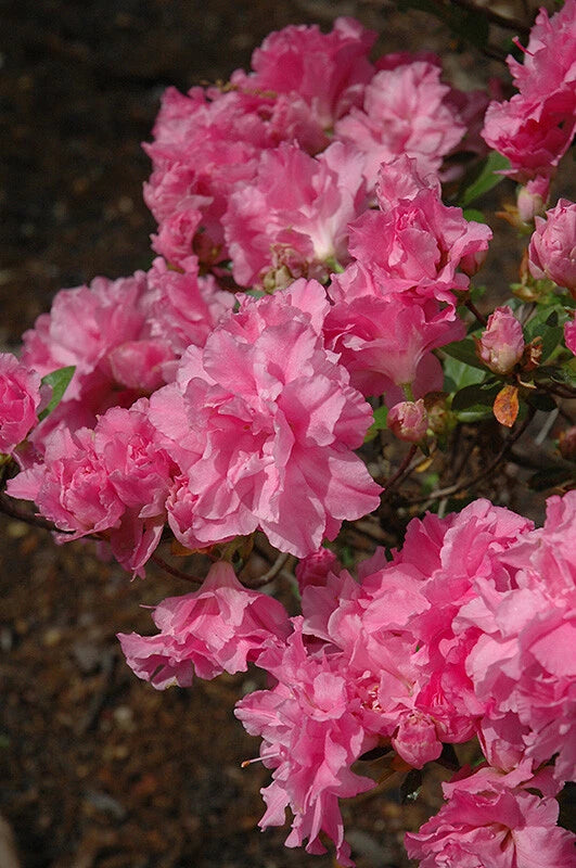 Azalea Starter Plant - Orchid Pink Triple Blooms - Rhododendron Deciduous