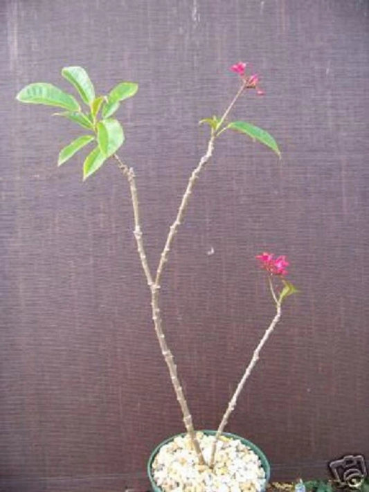 Jatropha integerrima Plant | Rare Drought-Tolerant Succulent Cactus | Ornamental Cacti for Gardens and Home Decor