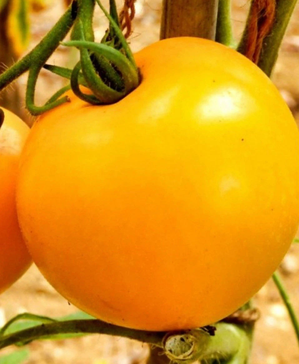 300+ Tomato Seeds - Golden Jubilee Heirloom Non-GMO Vegetable Gardening Seeds - Solanum lycopersicum