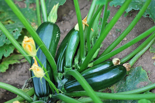 Black Beauty Zucchini Summer Squash Seeds - 25 Heirloom Non-GMO Organic Seeds - Cucurbita pepo - USA Grown