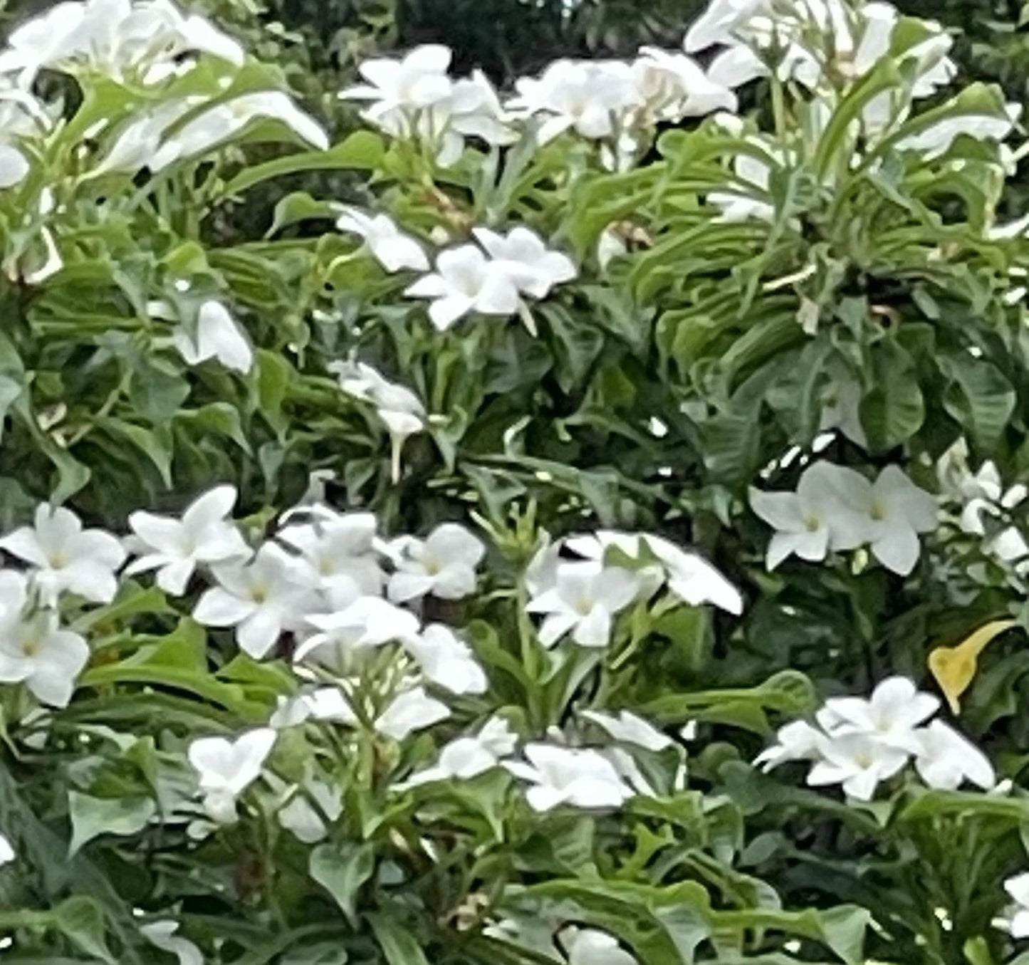 Bridal Bouquet Plumeria Cuttings 8-10” - Frangipani Plant (Pudica)