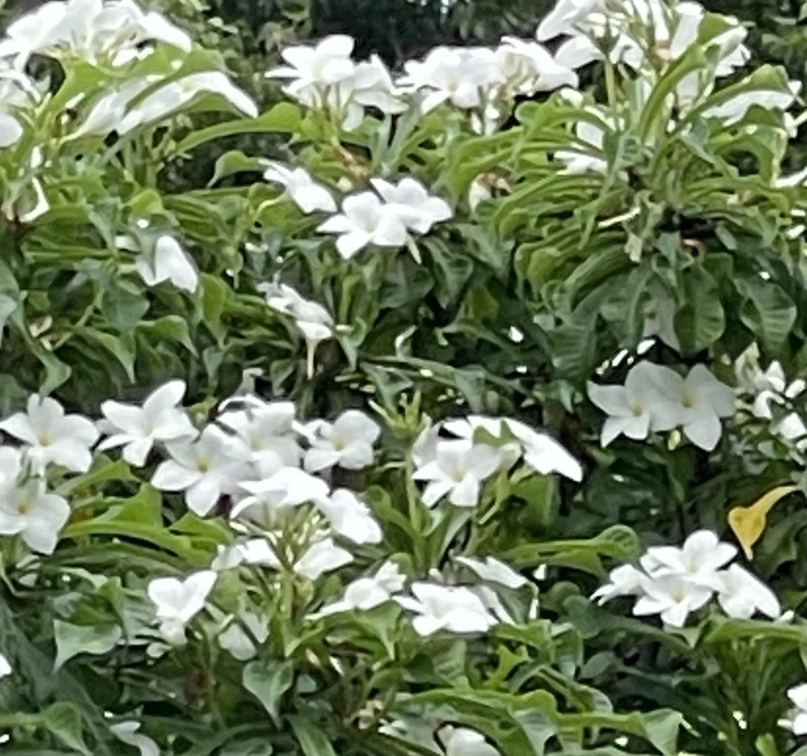 Bridal Bouquet Plumeria Cuttings 8-10” - Frangipani Plant (Pudica)