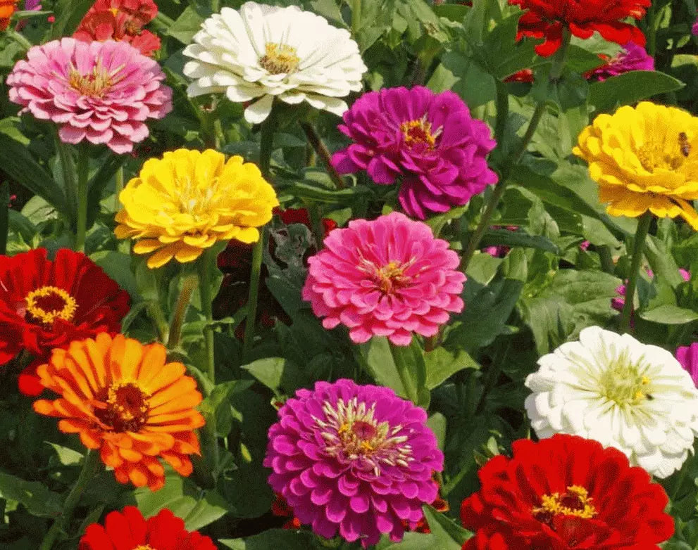 California Giant Zinnia Flower Seeds - 100+ Mixed Colors - Annual Zinnia elegans - Garden Seeds for Vibrant Blooms