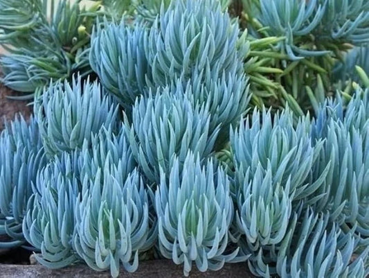 Blue Chalk Sticks Succulent Cutting - Healthy Rare Easy Care Live Plant - Senecio serpens