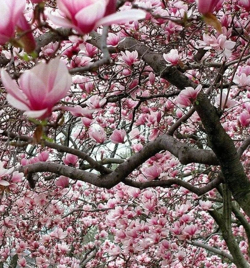 Ann Magnolia Trees/Shrubs 6-12" Live Plants 2.5" Pots Deep Purple-Red Blooms Magnolia x 'Ann' Zones 3-8