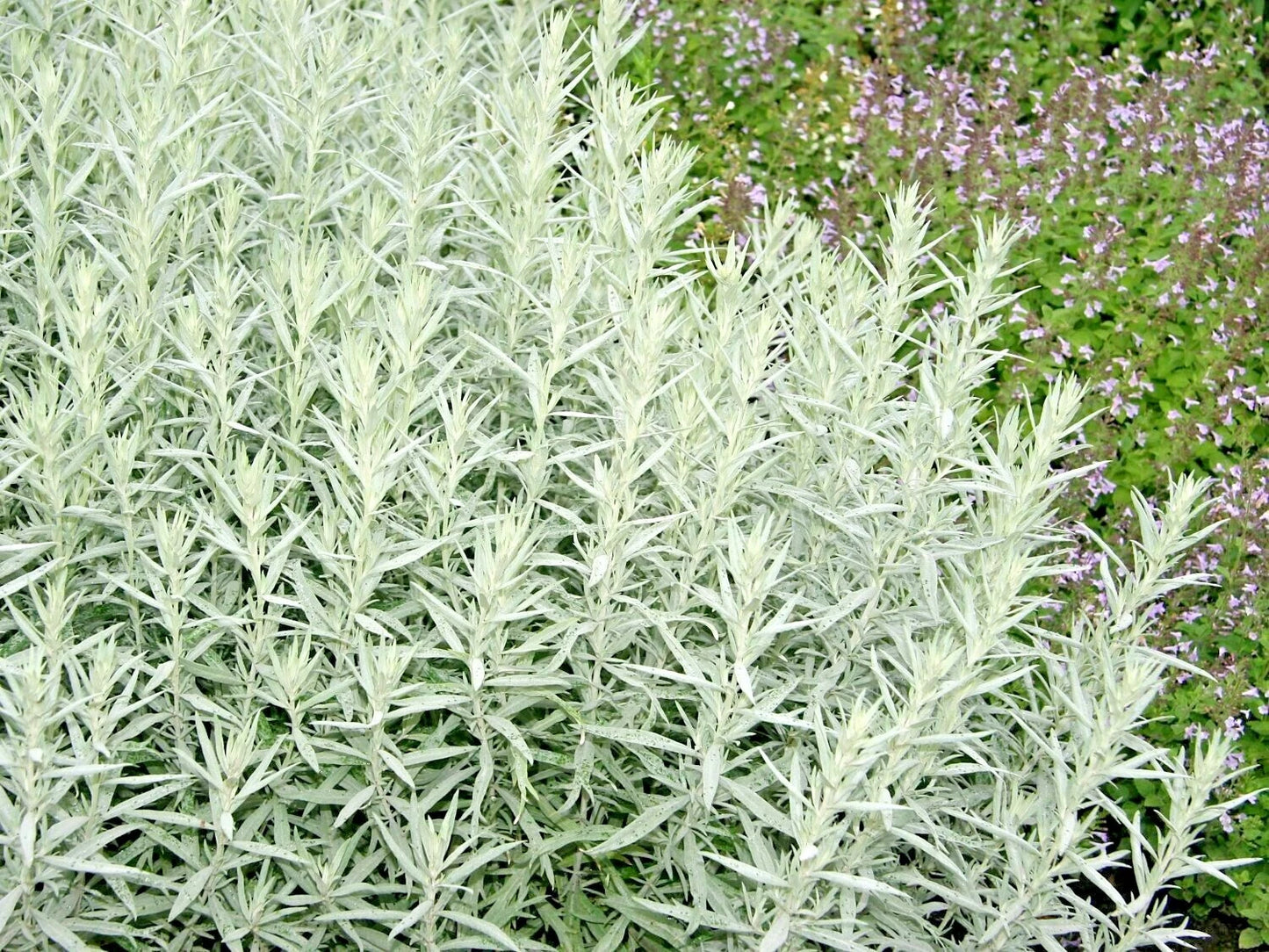 300+ Prairie Sage Flower Seeds - White Sagebrush Perennial Native Wildflower - Ideal for Smudging (Artemisia ludoviciana)