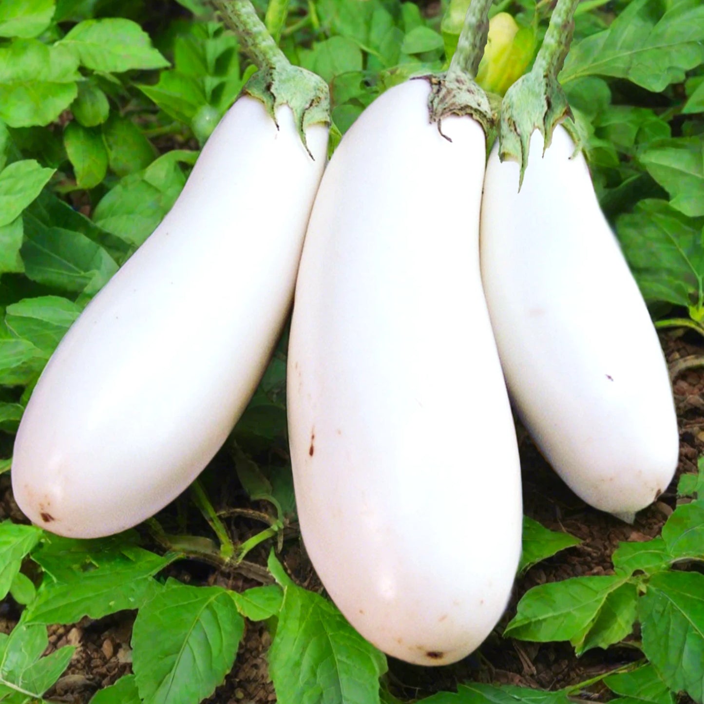 Casper White Eggplant Seeds | Heirloom Aubergine Brinjal Melongene Seeds for 2025