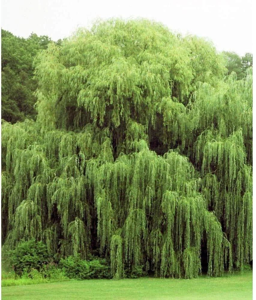Golden Weeping Willow Trees - 2 Pack - Live Plants - Arching Branches - Salix babylonica