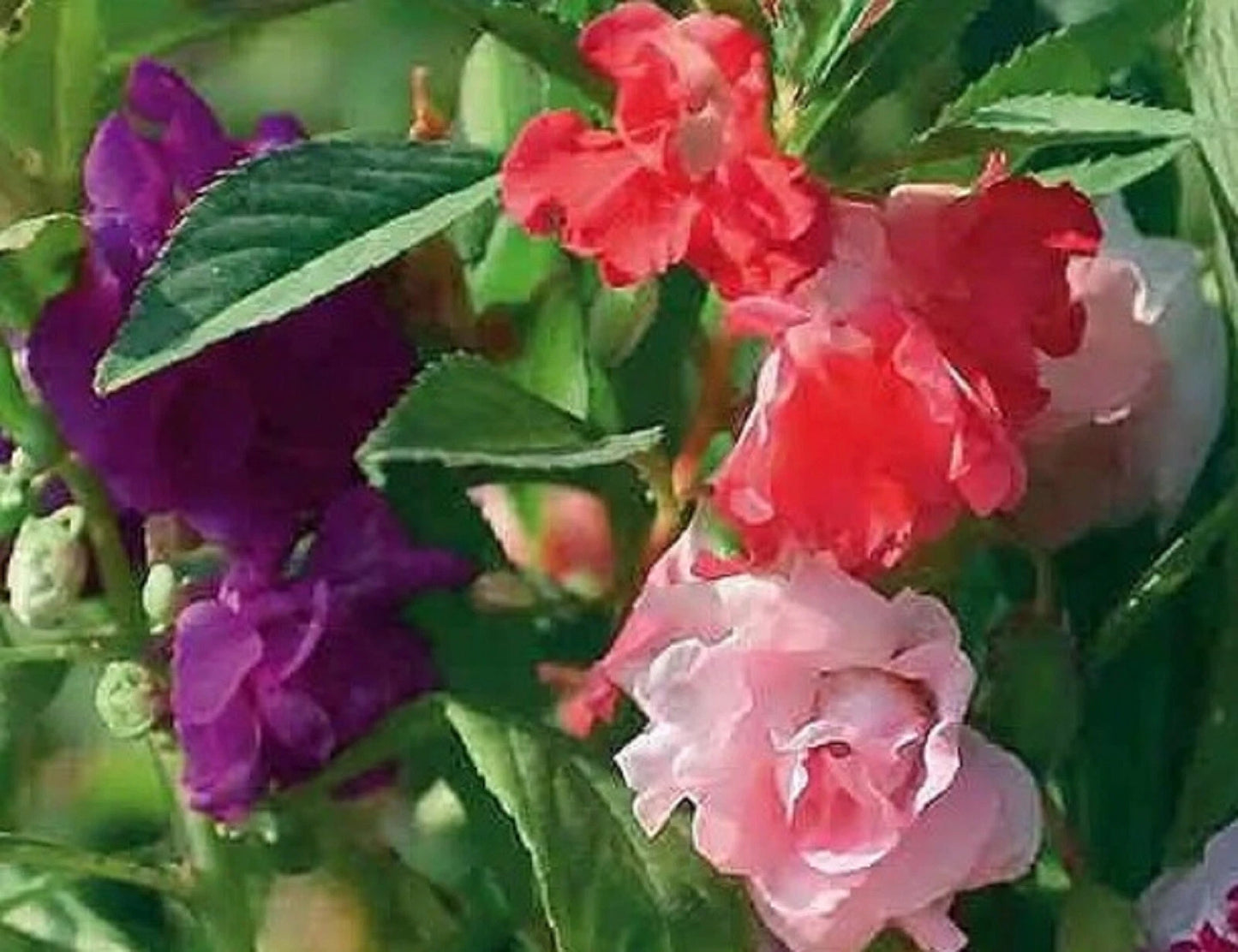 Balsam Impatiens Seeds - Tom Thumb - 50+ Seeds - Impatiens balsamina - Vibrant Garden Flower Seeds, Easy to Grow