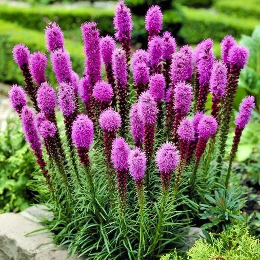 Blazing Star Seeds - 101+ Dense Gay Feather Wildflower for Pollinators - Liatris spicata