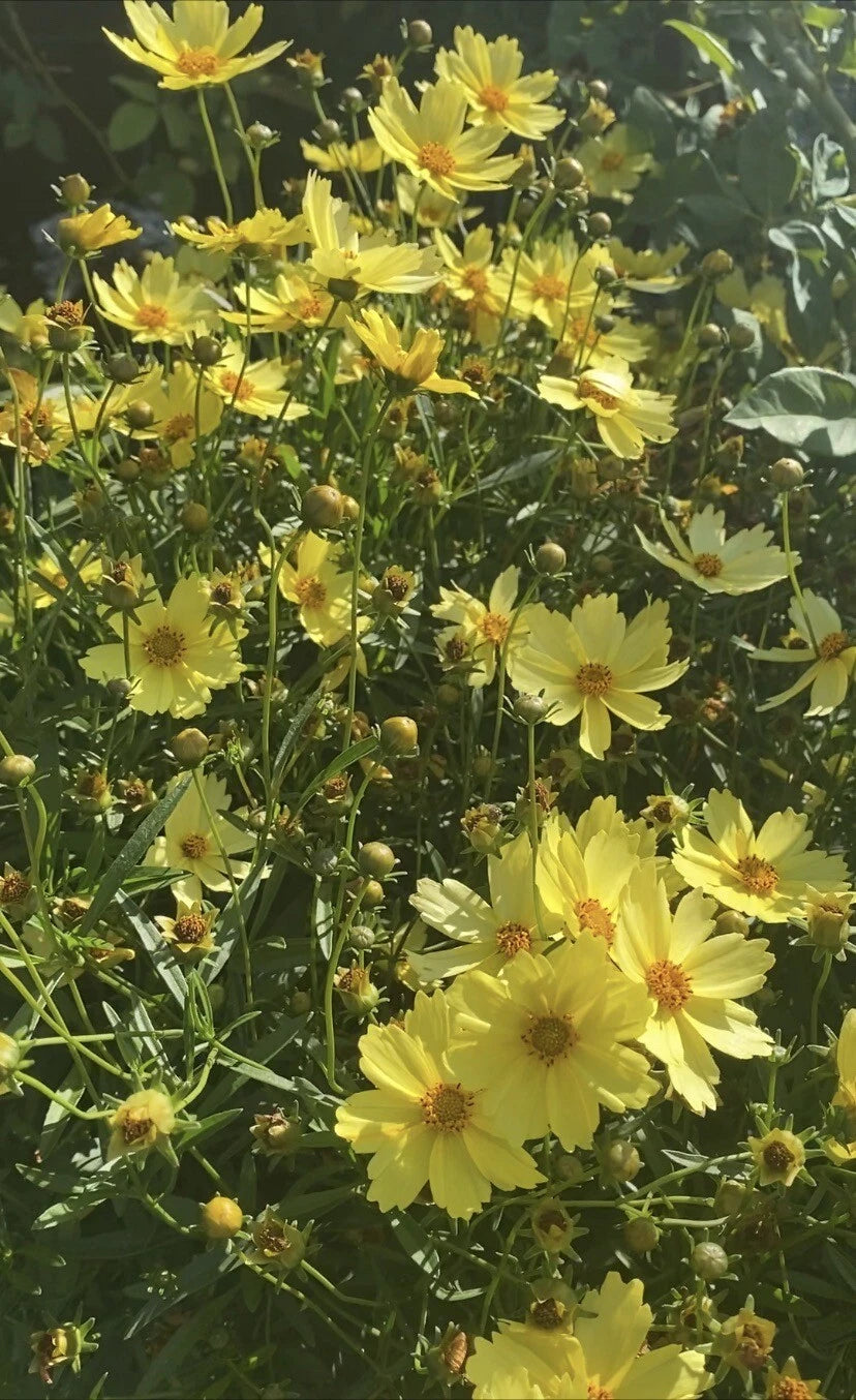 4” Pot Live Big Bang™ Full Moon Yellow Blossom Plant - Long Blooming (Coreopsis grandiflora)