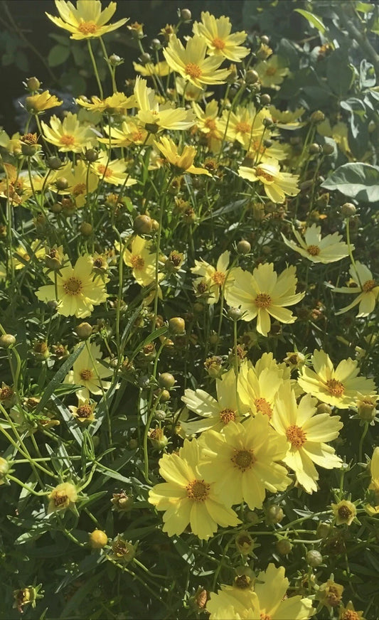 4” Pot Live Big Bang™ Full Moon Yellow Blossom Plant - Long Blooming (Coreopsis grandiflora)