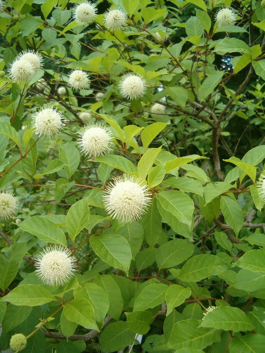 Buttonbush Seeds - Honeyball Shrub - Cephalanthus occidentalis - 70 Seeds for Planting