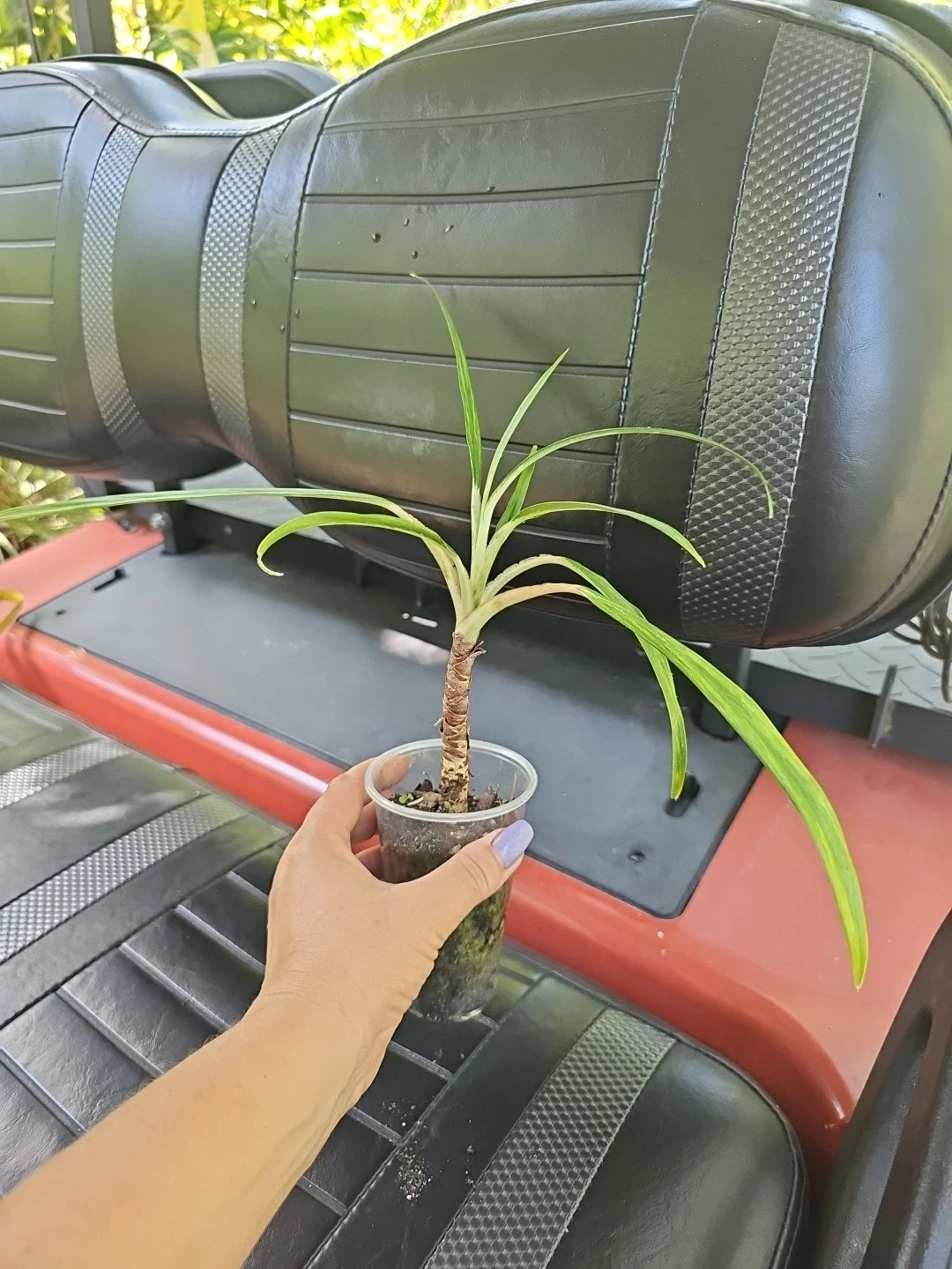 Aglaonema Cutlass Live Plant 3" Pot | Chinese Evergreen Houseplant | Indoor Greenery