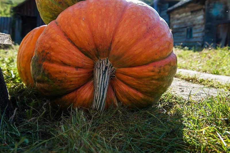 Big Moon Pumpkin Seeds - 25+ Heirloom Seeds for Garden Planting - Cucurbita maxima - USA - Free Shipping