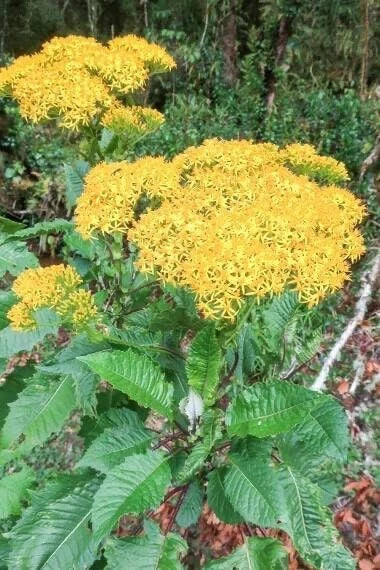 Jessea Multivenia Seeds - 30 Pack - Exotic Tropical Shrub for Planting, Rare Garden Seeds