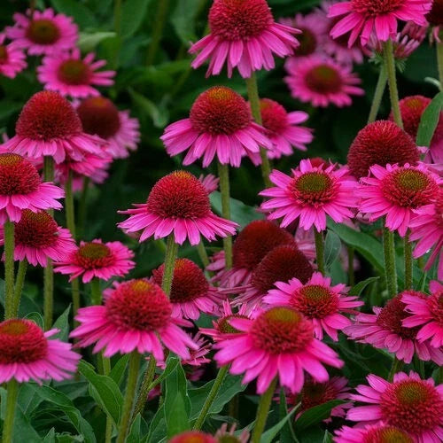 50 Candy Coneflower Seeds - Echinacea Perennial Flower - Vibrant Garden Seeds for Planting