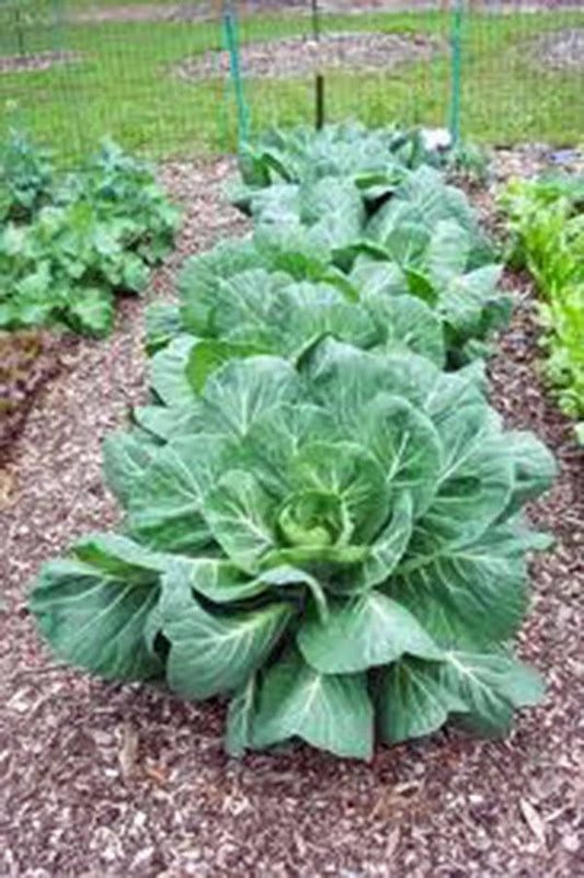 Collard Greens Seeds, Vates Heirloom, Non-GMO, 1000 Seeds, Brassica oleracea