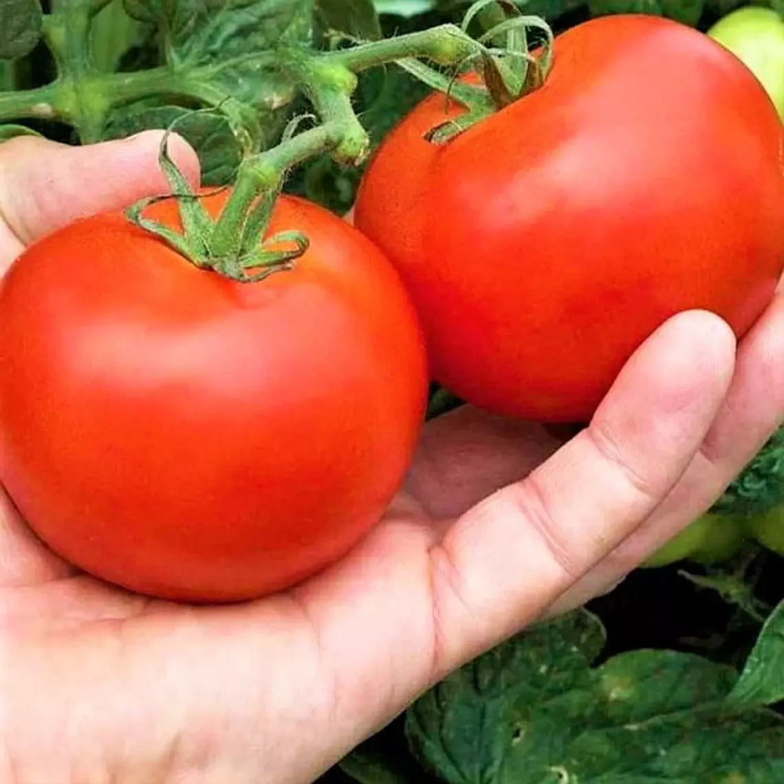30+ Heirloom MoneyMaker Tomato Seeds - Organic Non-GMO - Fresh Vegetable Seeds for Home Gardening, Lycopersicon esculentum
