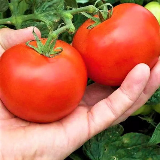 30+ Heirloom MoneyMaker Tomato Seeds - Organic Non-GMO - Fresh Vegetable Seeds for Home Gardening, Lycopersicon esculentum