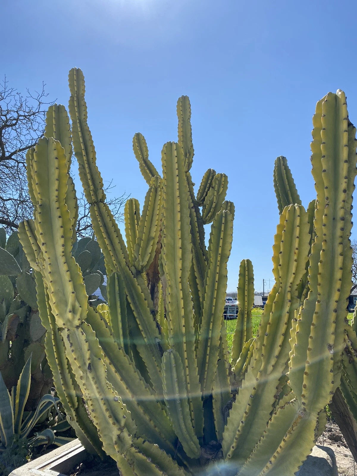 Cereus repandus Cactus Cutting 10 Inch Edible Variety, Tropical Succulent Plant for Home Gardening