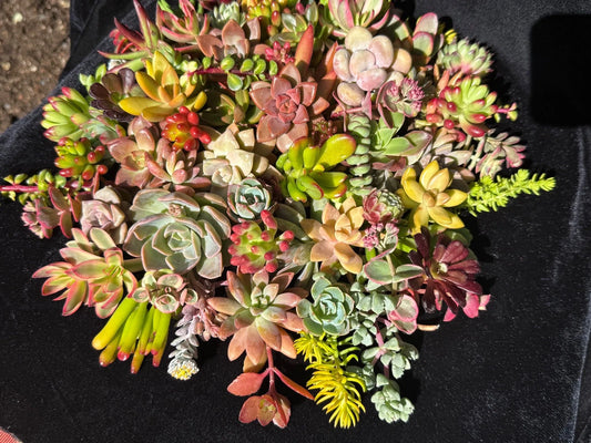 20 Fresh Organic Succulent Cuttings - Colorful Varieties - Healthy & Beautiful - Ideal for DIY Projects and Arrangements