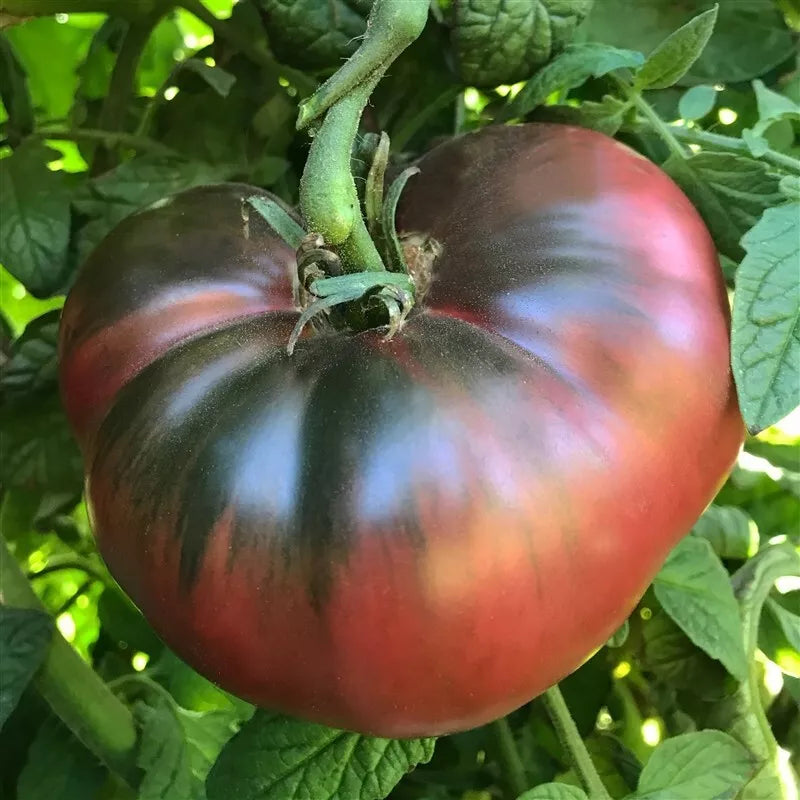Cherokee Purple Tomato Seeds - 120+ Heirloom Non-GMO Seeds - Solanum lycopersicum