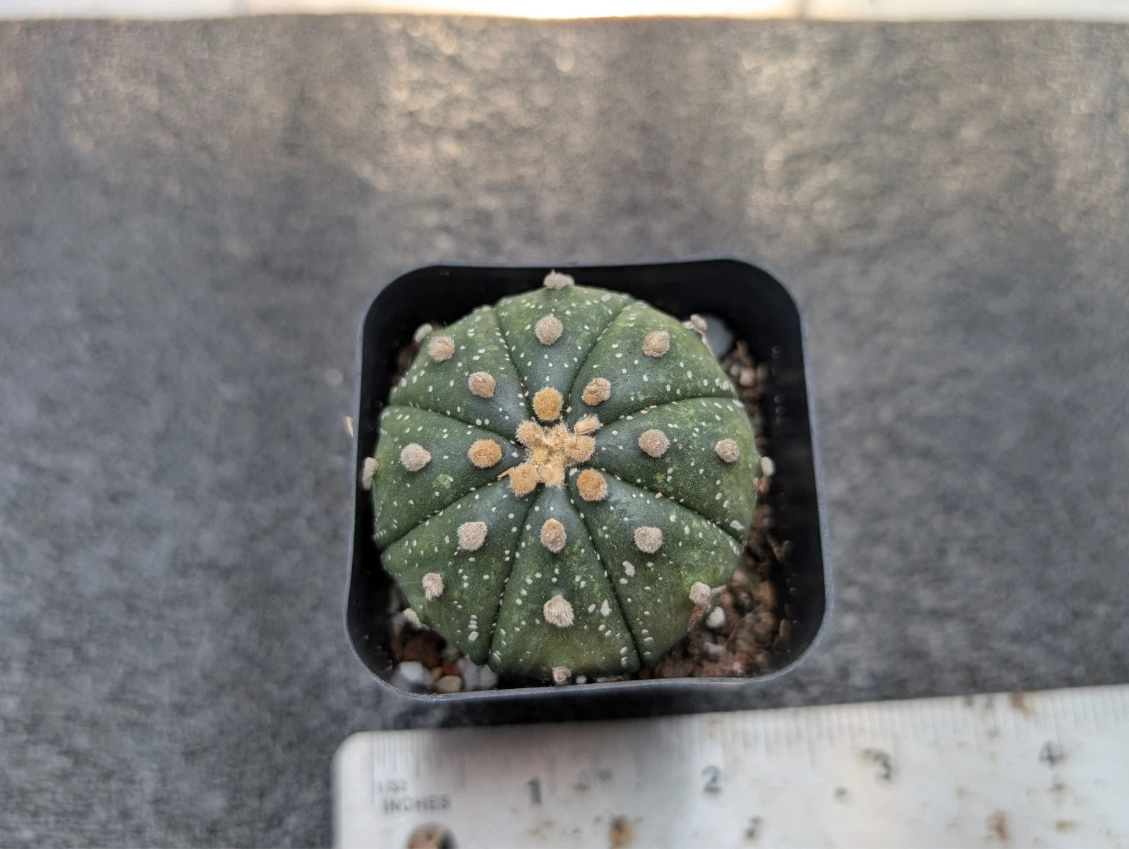 Astrophytum Asterias Rooted Cutting - 1.5 Inch Cactus - Healthy Bare-Root Plant for Succulent Lovers