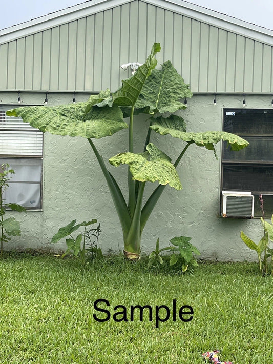 Giant Taro Plant Bare Root 20" Colocasia Elephant Ear Guaranteed Growth