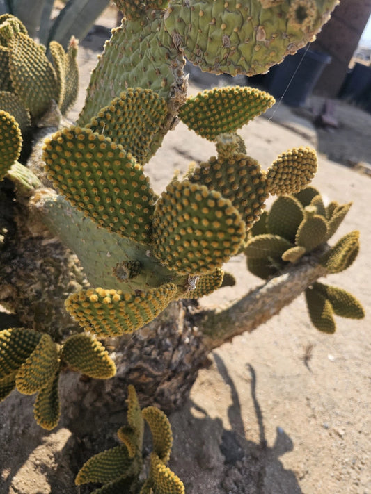 Bunny Ears Cactus Cuttings 3-5" Pack of 5 Opuntia microdasys