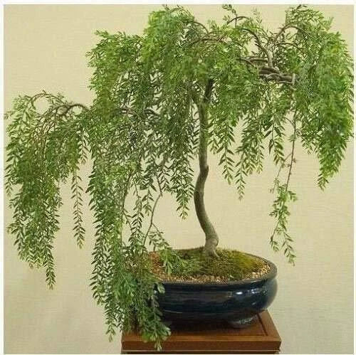 Bonsai Tree Cutting - Australian Willow, Thick Trunk, Fast Growing, Salix elegans
