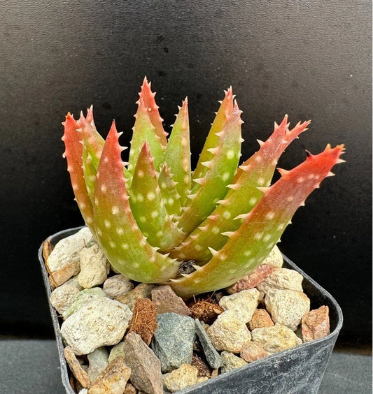 Aloe Plant 2" Pot Crosby's Prolific Hybrid Rare Succulent Aloe cv. 'Crosby's Prolific'