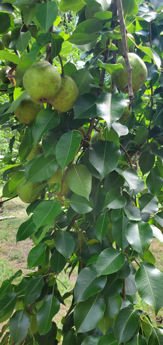 Bartlett Pear Tree Cuttings - 10 Huge Grafting & Propagating Cuttings - Pyrus communis
