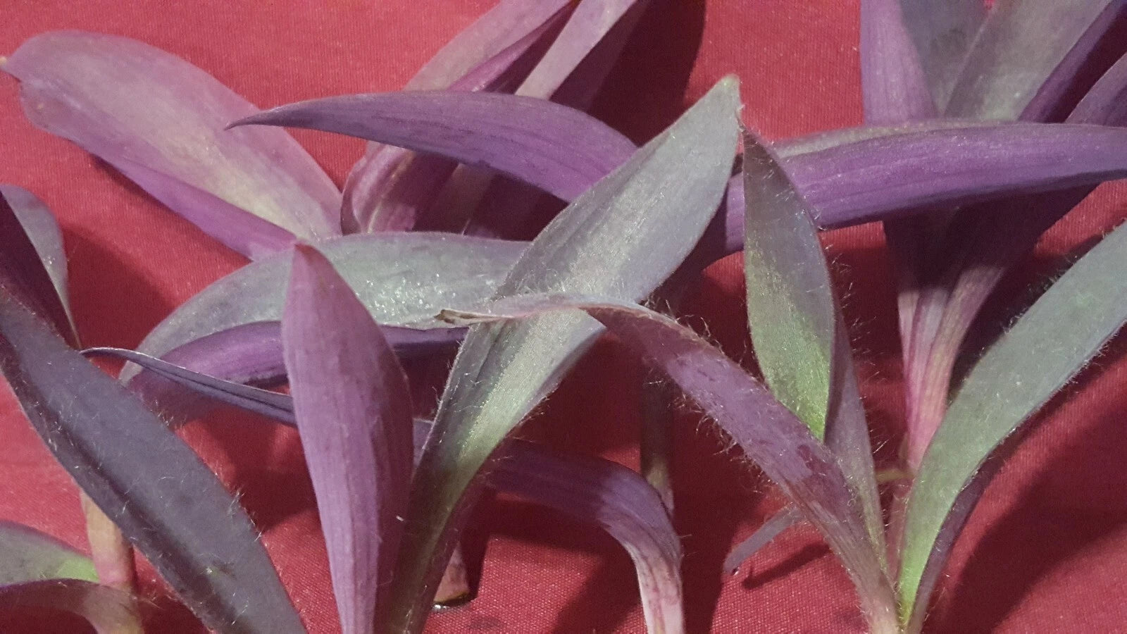 Live Purple Heart Plant Cuttings 3-5 Inches Long - Tradescantia pallida - 10 Count