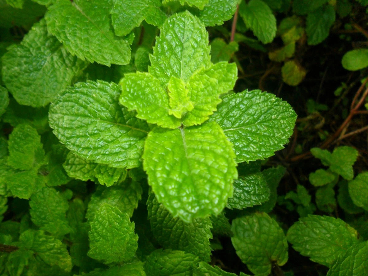 500 Spearmint Seeds - Mentha spicata - Non-GMO Mint Tea Herb Garden Plant Seeds