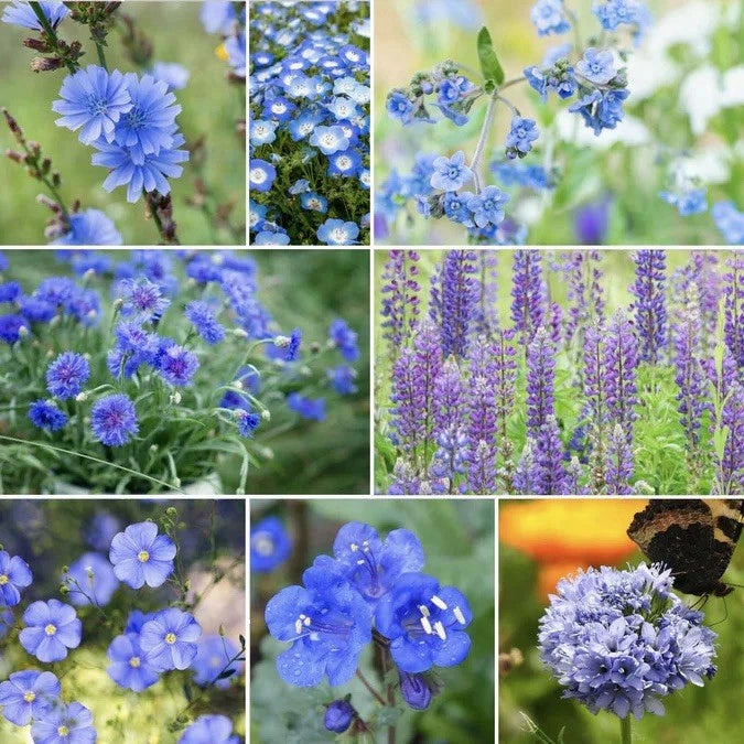 250 Singin' The Blues Seeds - Exclusive Blue Wildflower Seed Mix - Native Flower Blend (Various Species)