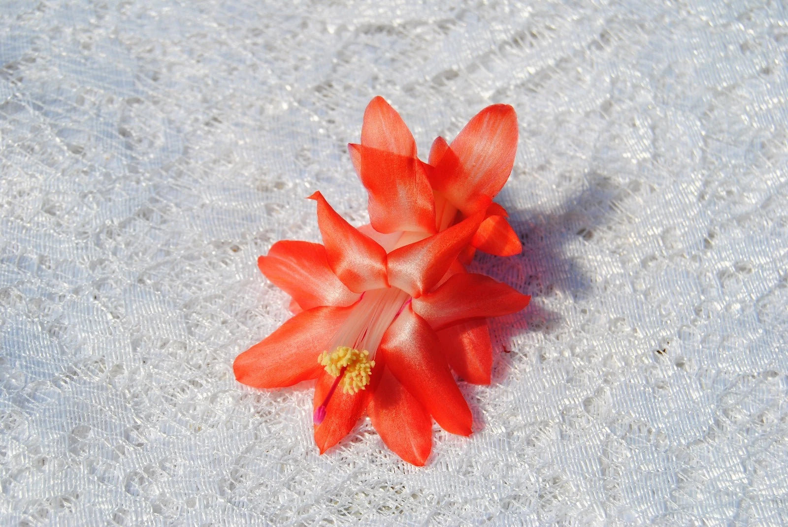 Christmas Cactus Starter Plant - Blushing Belle - Healthy Well Rooted - Schlumbergera Truncata