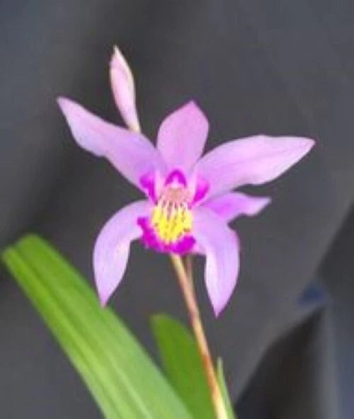 Bletilla Orchid Plant 3" Pot, Cold Hardy Variety, Bletilla Yokohama 'Kate', Rooted Cold Hardy Orchid