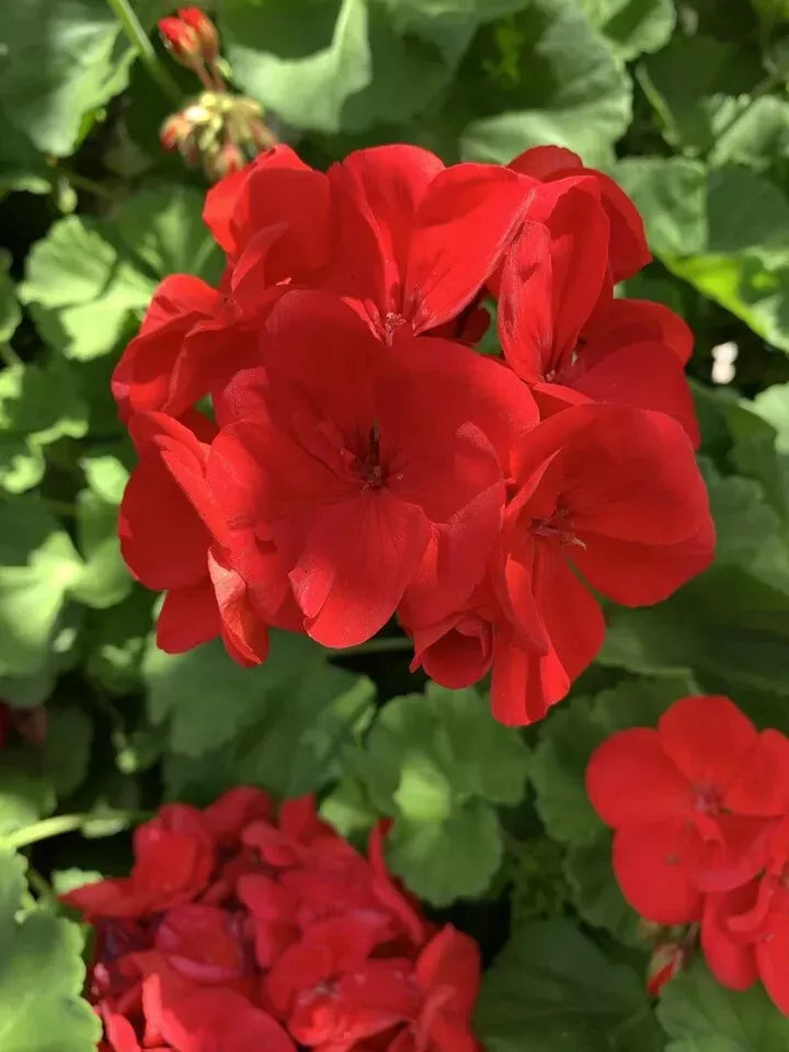 Red Geranium Cuttings - 6 Planting Cuttings - Pelargonium × hortorum - USA